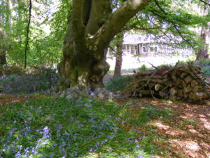 View through trees to Windy Gap with logs