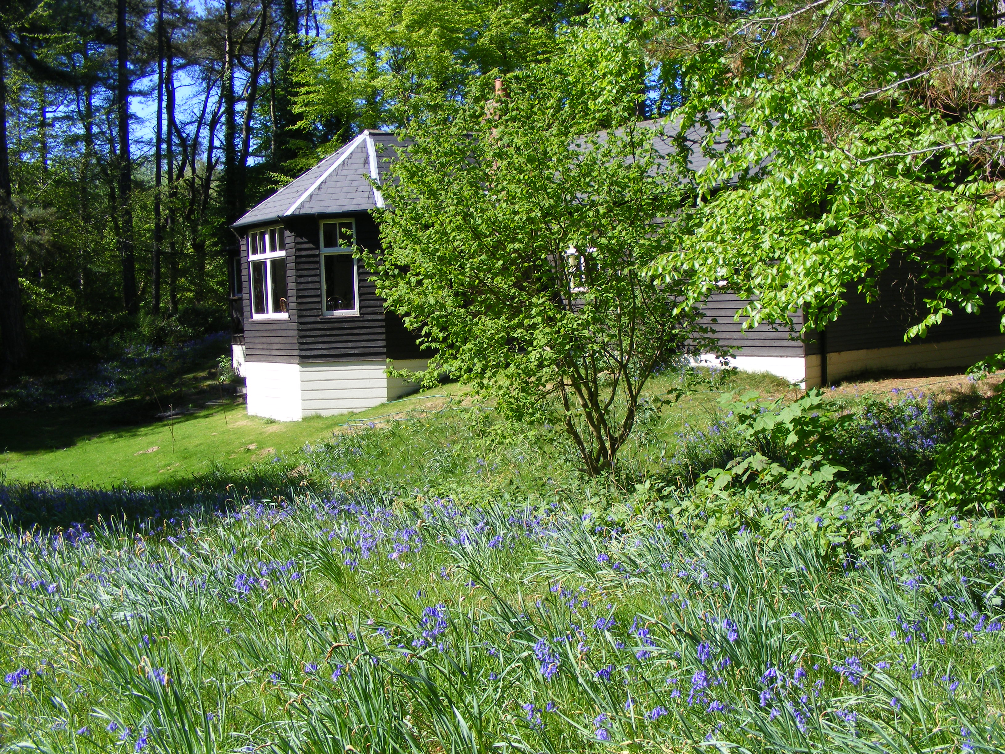 Windy Gap close up with bluebells
