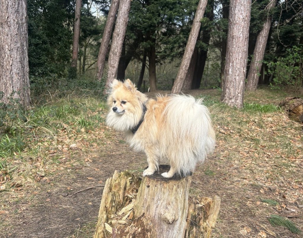 Hamlet the pomeranian on a tree stump at Windy Gap